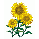 MAAD Services, Vector Artwork